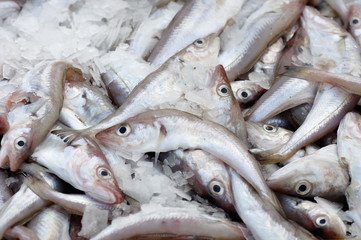 Moli dell'Adriatico appena pescati