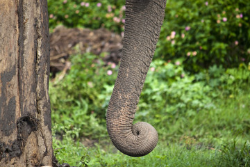 Detail of an elephant's trunk