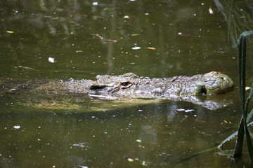 Saltwater crocodile (Crocodylus porosus)