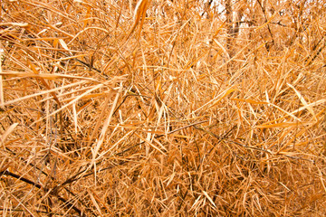 Yellow Bamboo Leafs