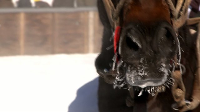 Horse in Winter in St. Moritz