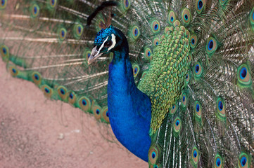 Indian blue peacock