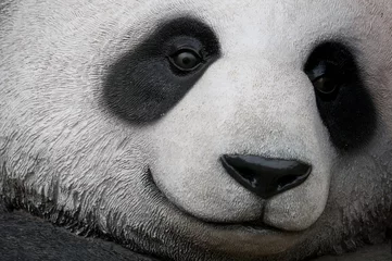 Deurstickers Panda close-up van panda