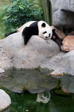 Fototapeta giant panda