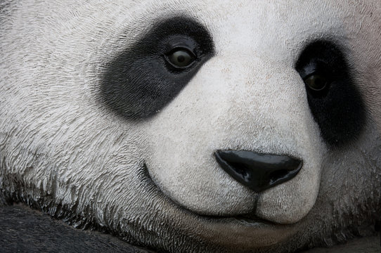 Fototapeta close up of panda