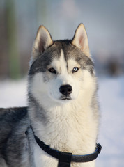 purebred husky in winter