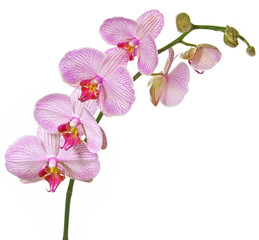 Fototapeta na wymiar różowa orchidea Phalenopsis