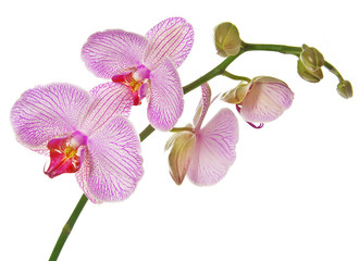 Fototapeta na wymiar różowa orchidea na białym tle