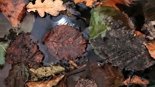 Gl&uuml;hbirne im Wasser mit Bl&auml;ttern