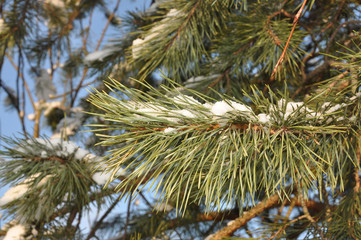 Naklejka na ściany i meble Branch of a pine