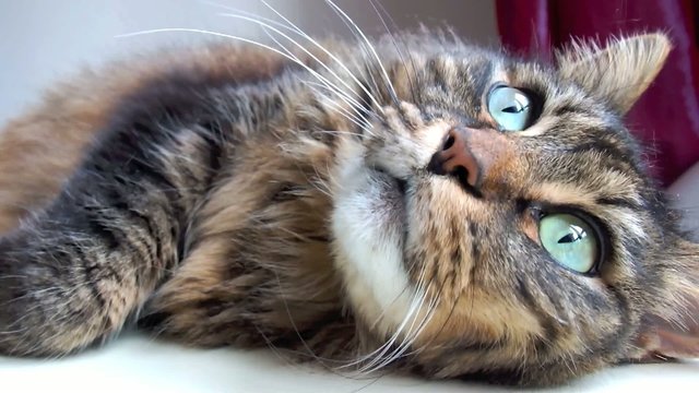 chatte r&eacute;veill&eacute;e