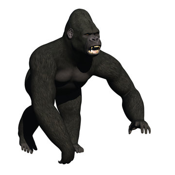 Snarling gorilla