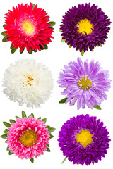 Six different asters