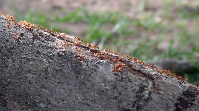 Ants crawling on stem