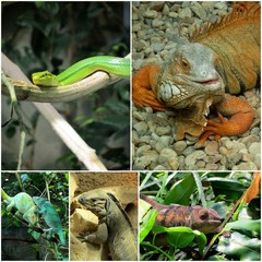 reptiles