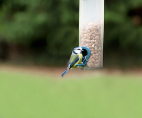 Blue tit