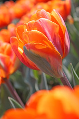 Obrazy na Plexi  Pomarańczowe tulipany
