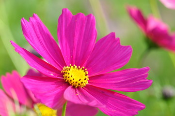 コスモス