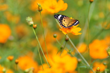 ツマグロヒョウモン