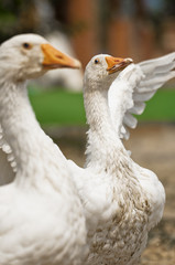 White gooses
