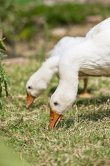 white gooses
