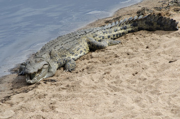 Obraz premium Nile Crocodile