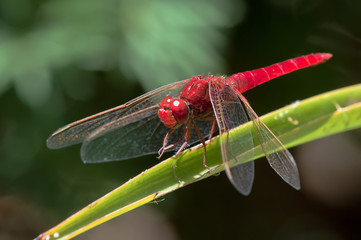 red dragonfly