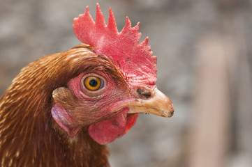 Hen