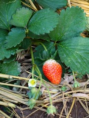fresh strawberry