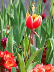 Naklejka premium colorful tulip