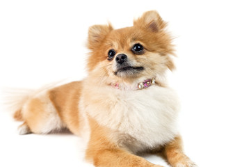Obraz premium The cute Pomeranian dog over white