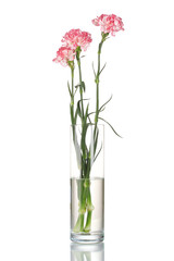 Naklejka na ściany i meble Beautiful carnations transparent vase isolated on white