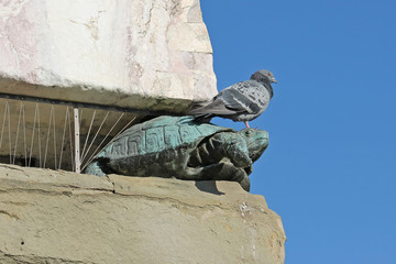 Piccione su Tartaruga