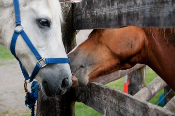 Horse kisses