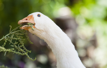 White goose