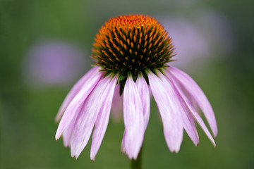 Single purple coneflower