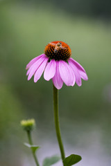 single purple coneflower