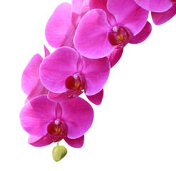 Obraz na płótnie Canvas Beautiful orchid isolated on white background