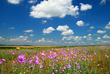 Summer landscape with pink wildflowers