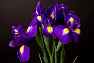 Foto auf Acrylglas Iris Nahaufnahme einer blauen Flagge Iris über schwarz