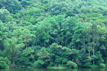 Fototapeta na wymiar lake with green forest