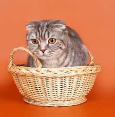 Fototapeta na wymiar Cat in the basket on orange background