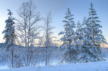 winter forest
