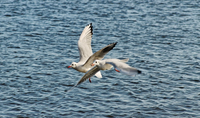 Fototapeta na wymiar Two seagulls.