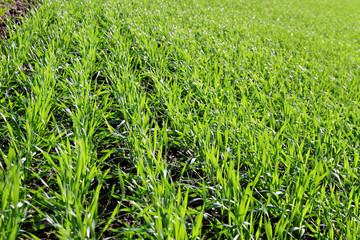 Green wheat on a field.
