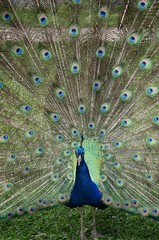 Fototapeta premium クジャク 羽