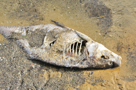 Dead Fish (Bream) on River Shore