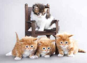 kitten Maine Coon