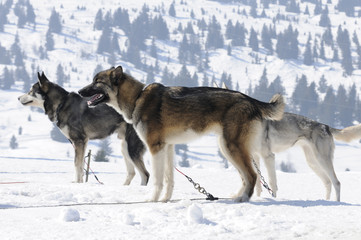 Naklejka premium Dogs in the snow