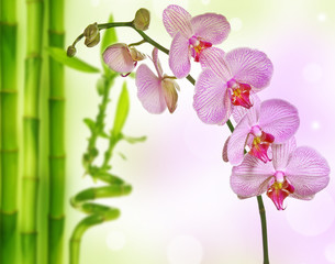 orchid and bamboo - wellness background